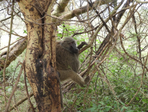 Lake Manyara National Park