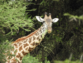 Lake Manyara National Park