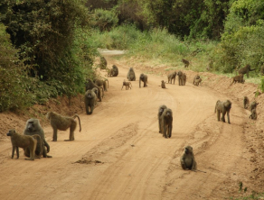 Lake Manyara National Park