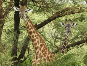 Lake Manyara National Park