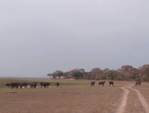 Mikumi National Park