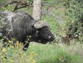 Ngorongoro Crater