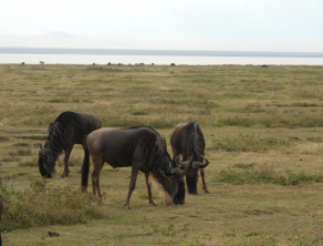 Ngorongoro Crater