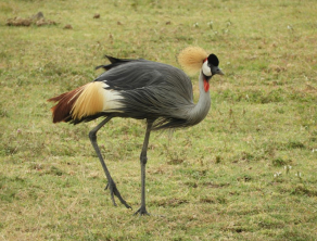 Ngorongoro Crater