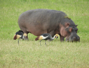 Ngorongoro Crater