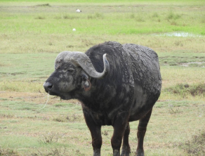 Ngorongoro Crater