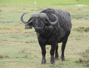 Ngorongoro Crater