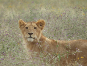 Ngorongoro Crater