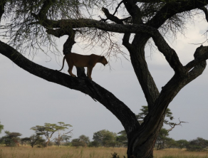 Serengeti National Park