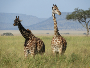 Serengeti National Park