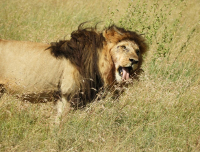 Serengeti National Park