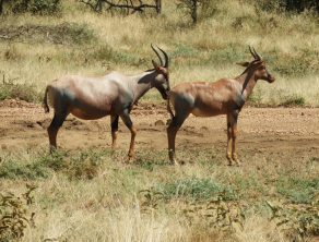 Serengeti National Park