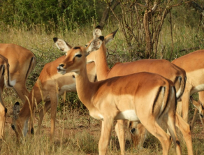 Serengeti National Park