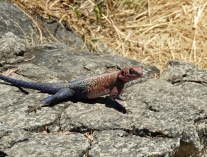 Serengeti National Park