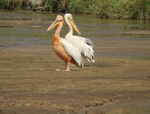 Tarangire National Park