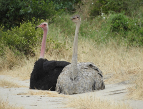 Tarangire National Park