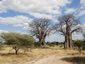 Tarangire National Park