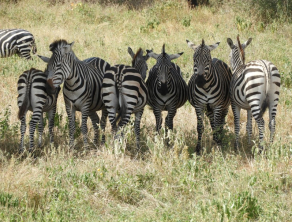 Tarangire National Park