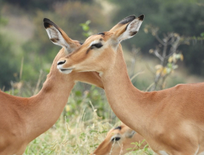 Tarangire National Park