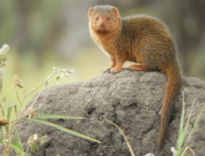 Tarangire National Park