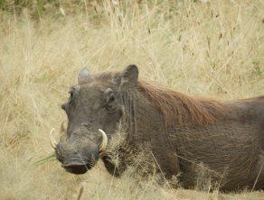 Tarangire National Park