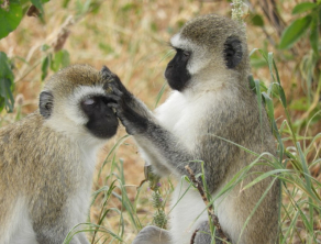 Tarangire National Park