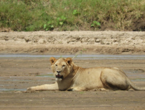 Tarangire National Park